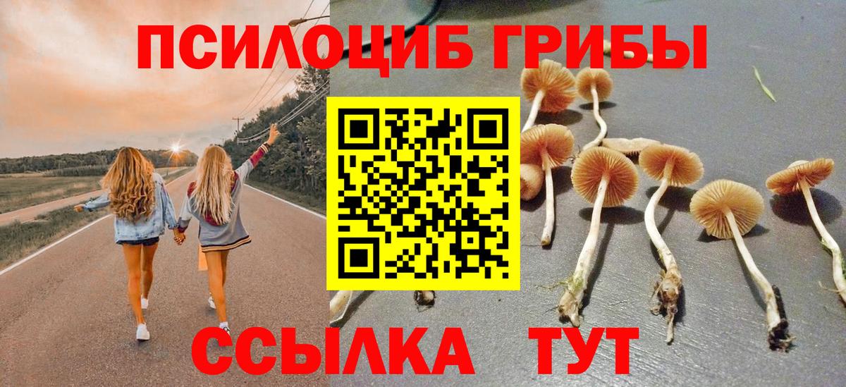 Псилоцибиновые грибы Psilocybine cubensis Мончегорск